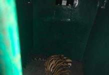 अखेर ती हल्लेखोर वाघीन वनविभागाच्या जाळ्यात.. देवाडा बुज.जुनगाव,पिपरी देशपांडे परिसरात होती दहशत… तीन दिवसपासून वाघणीवर होते लक्ष….