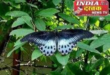 आनंद निकेतन महाविद्यालय परिसरात राज्य फुलपाखरू ‘निळा मॉर्मन’चे दुर्मिळ दर्शन…