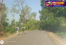 महामार्गावर मोठे झाड कोसळल्याने वाहतूक ठप्प; वाहनांच्या लागल्या लांबच लांब रांगा…