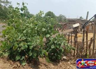 चार महिन्यांपासून पडलेला वीज खांब धोकादायक; महावितरणाच्या दुर्लक्षामुळे जीवितास धोका